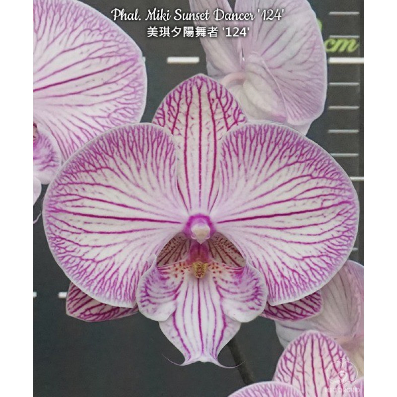 Орхiдея Phal. Miki Sunset Dancer 124 big lip - купити, доставка